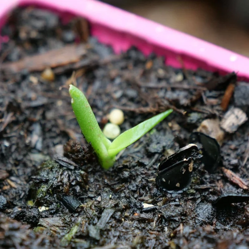Agave Toliman Blue — Graines
