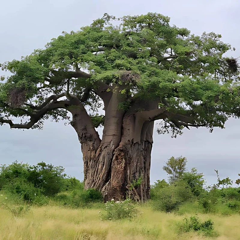Baobab africain — Graines ou plant