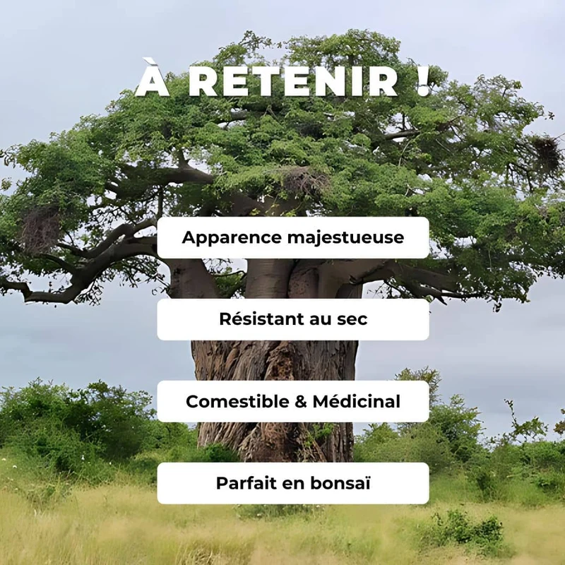 Baobab africain — Graines ou plant