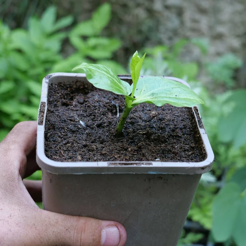 Baobab africain — Graines ou plant