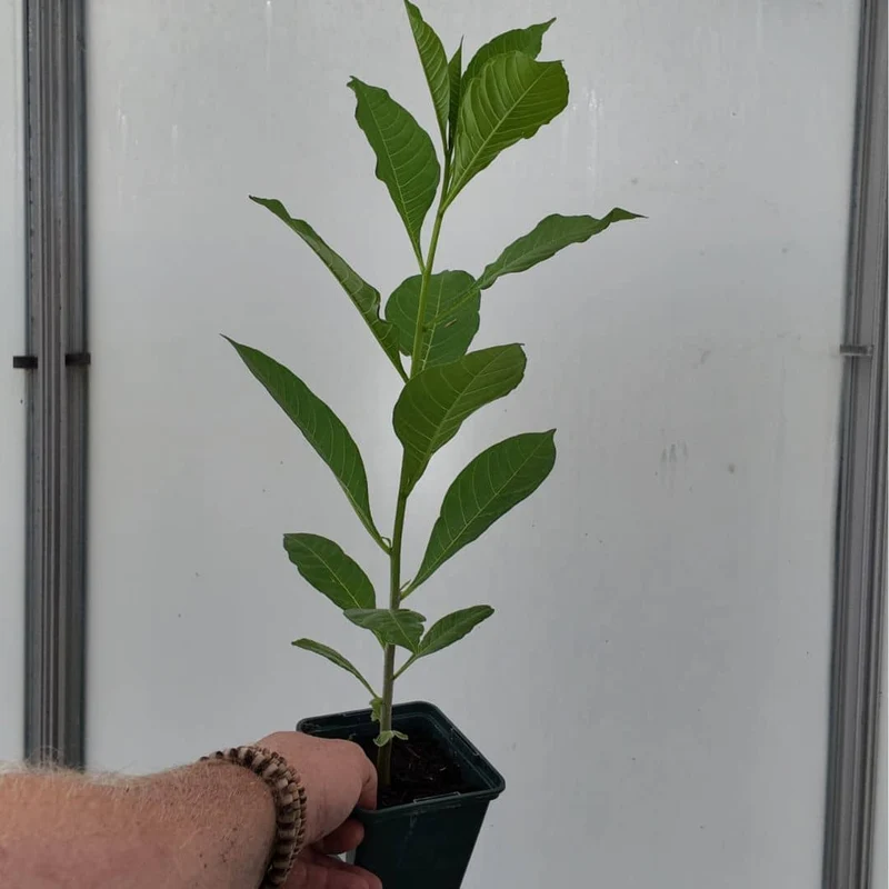 Baobab africain — Graines ou plant