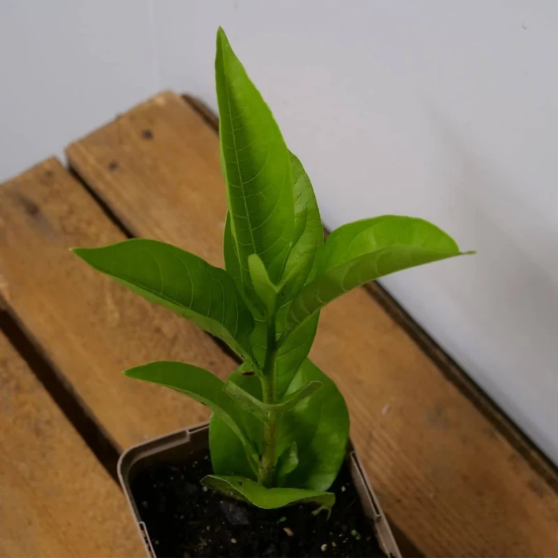 Baobab africain — Graines ou plant