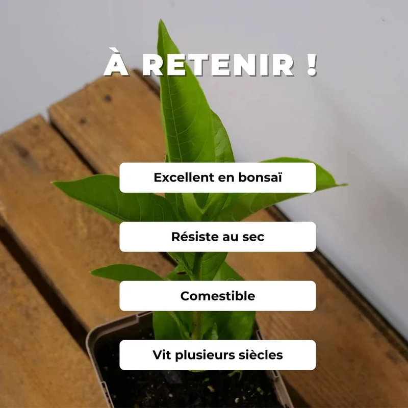Baobab africain — Graines ou plant