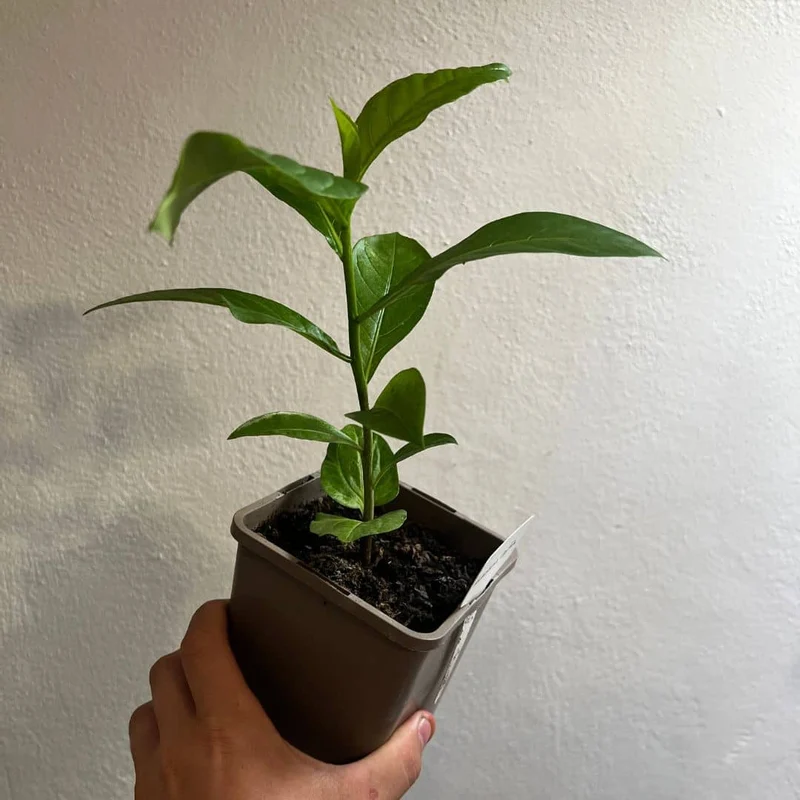 Baobab africain — Graines ou plant