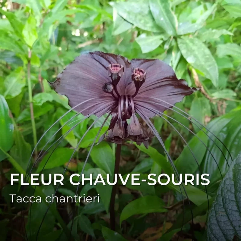 Grainebox — Merveilles du Monde
