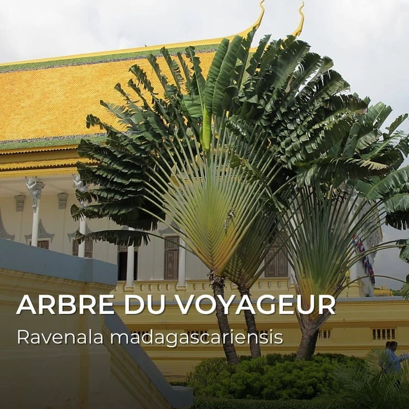 Grainebox — Merveilles du Monde