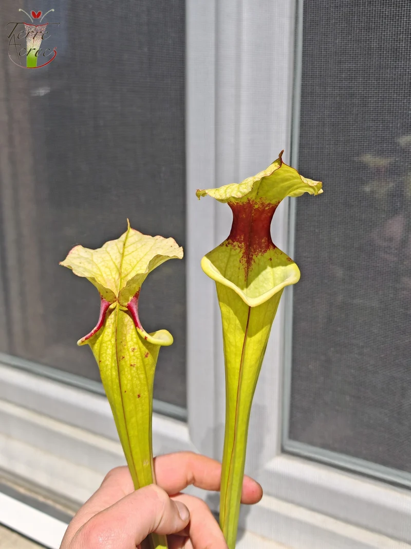 LB01 Sarracenia hybride unique