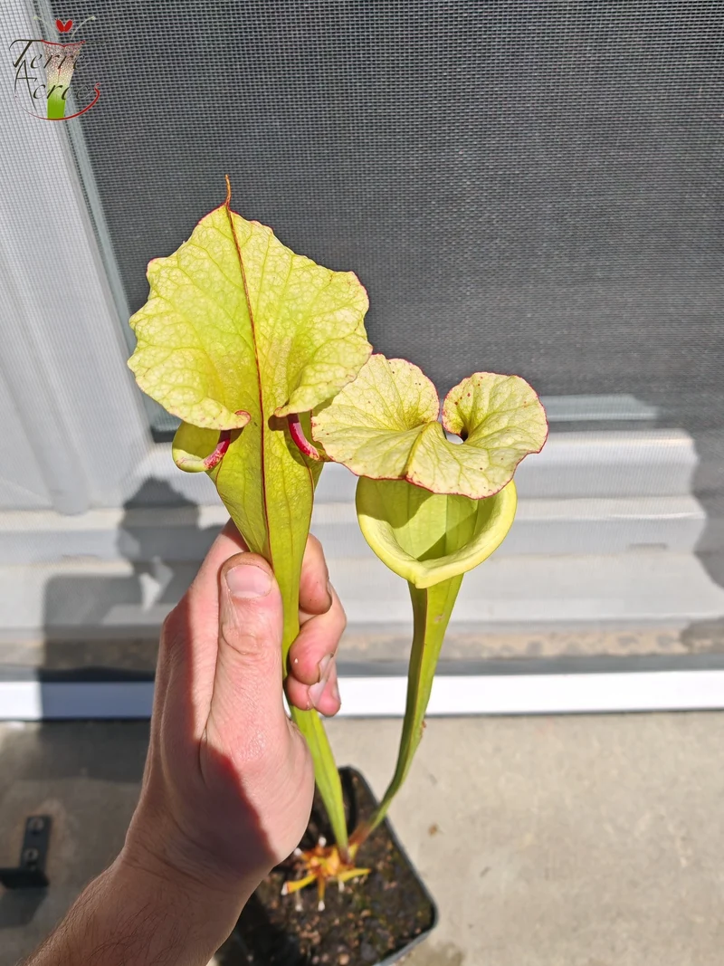 LB01 Sarracenia hybride unique