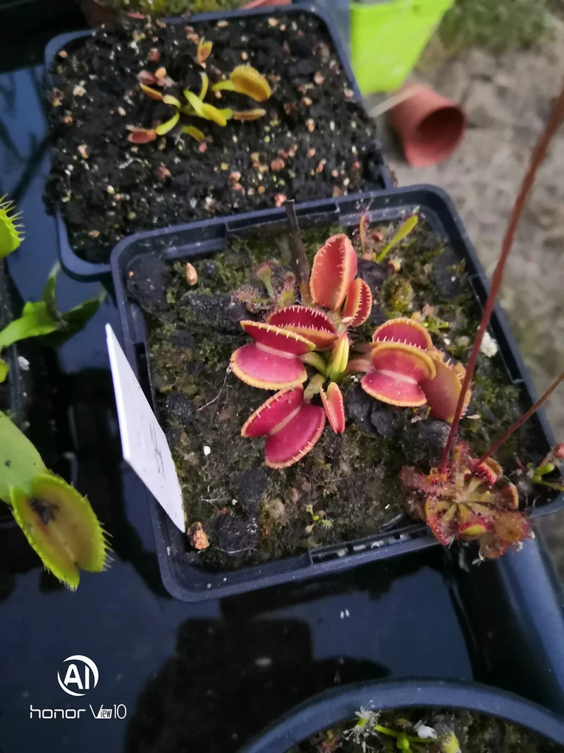 DM14 Dionaea muscipula -- "Wiky Purple Trap"
