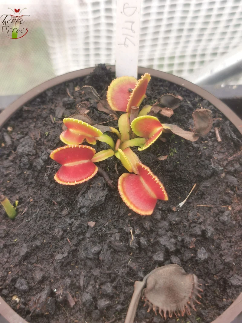 DM14 Dionaea muscipula -- "Wiky Purple Trap"