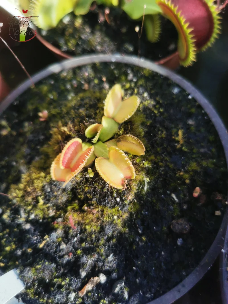 DM14 Dionaea muscipula -- "Wiky Purple Trap"
