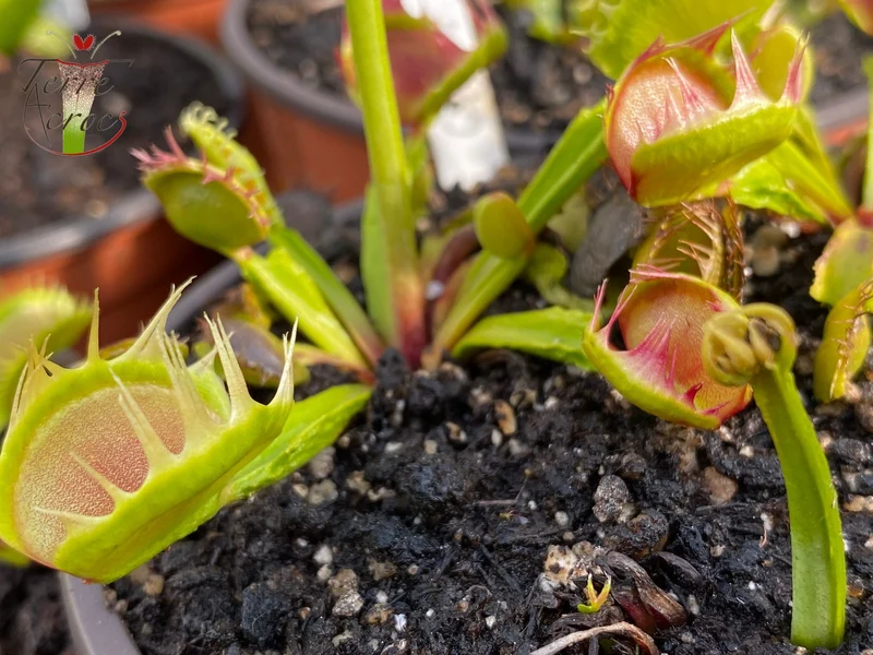DM20 Dionaea muscipula -- 'Cross Teeth'