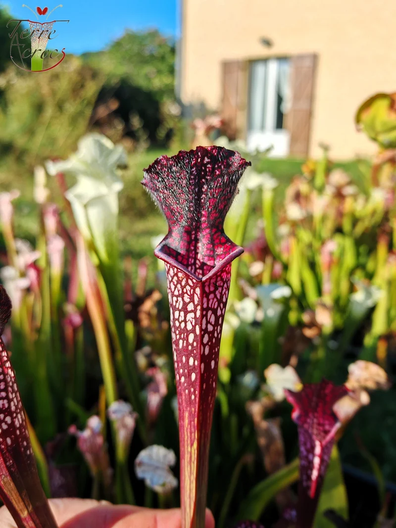 SL06 Sarracenia leucophylla -- Black Sheer