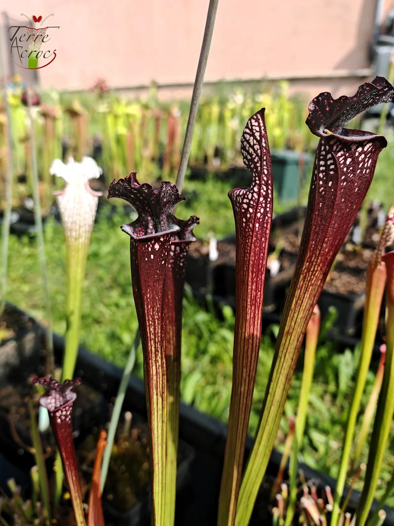 SL06 Sarracenia leucophylla -- Black Sheer