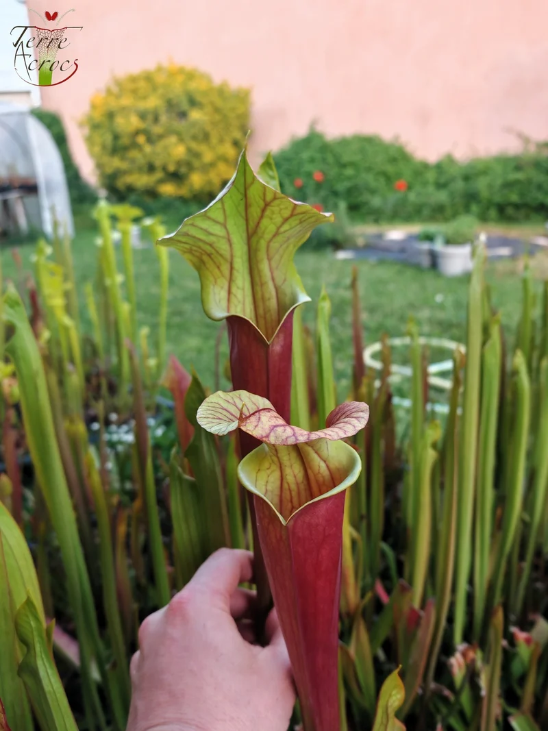 SX25c Sarracenia x ((SX65a, CA) x atropurpurea)(clone c)