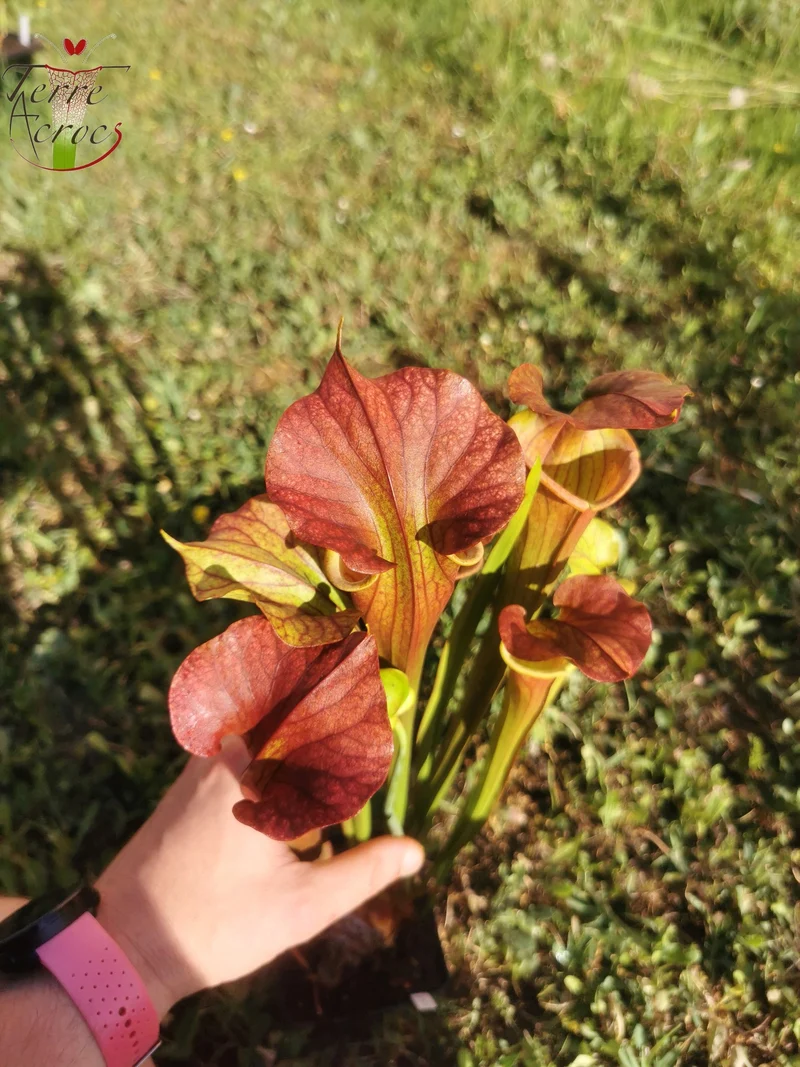 SX25c Sarracenia x ((SX65a, CA) x atropurpurea)(clone c)