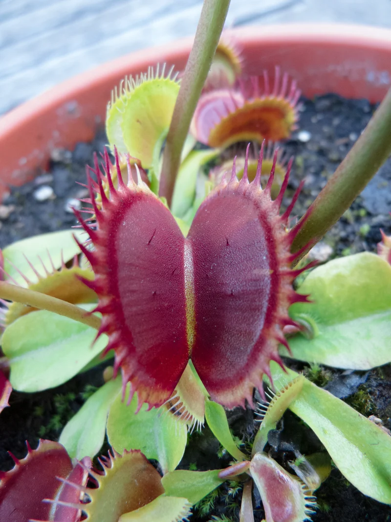 DM02 Dionaea muscipula -- "Giant Big Mouth"
