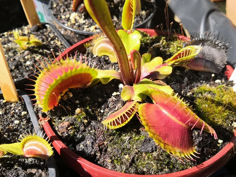 DM13 Dionaea muscipula -- "Darwin"