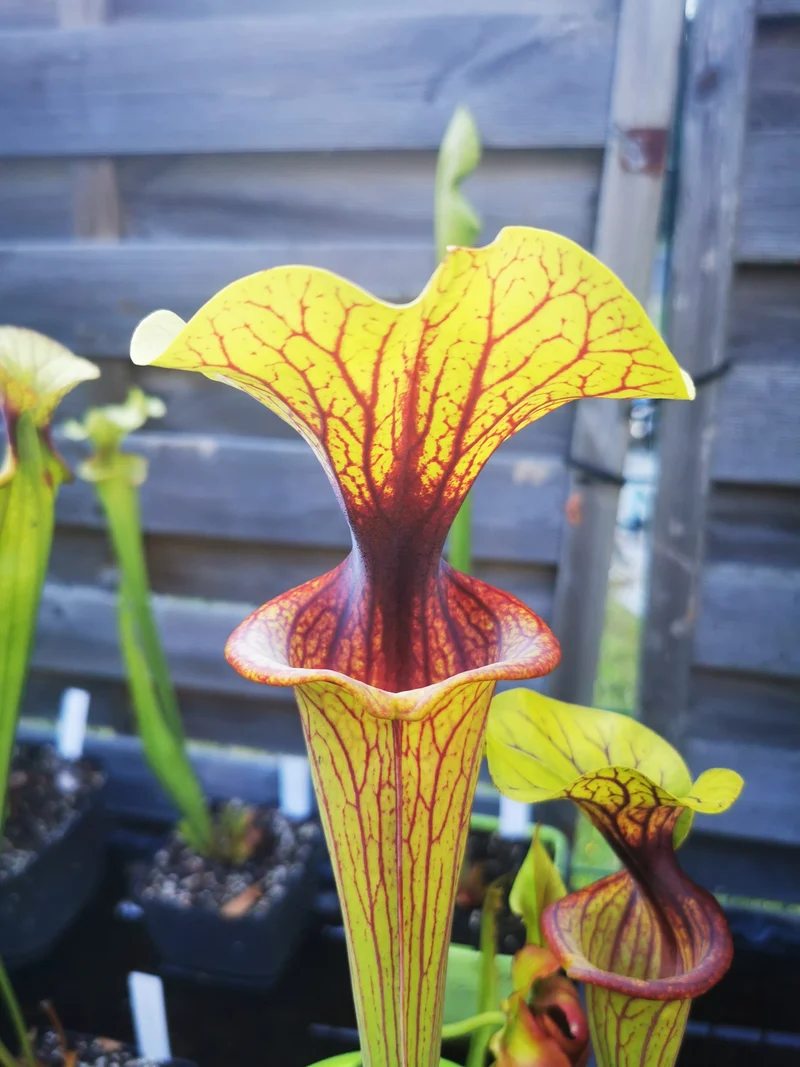 SFO02 Sarracenia flava var. ornata -- "Solid Red Throat" (F88, MK)