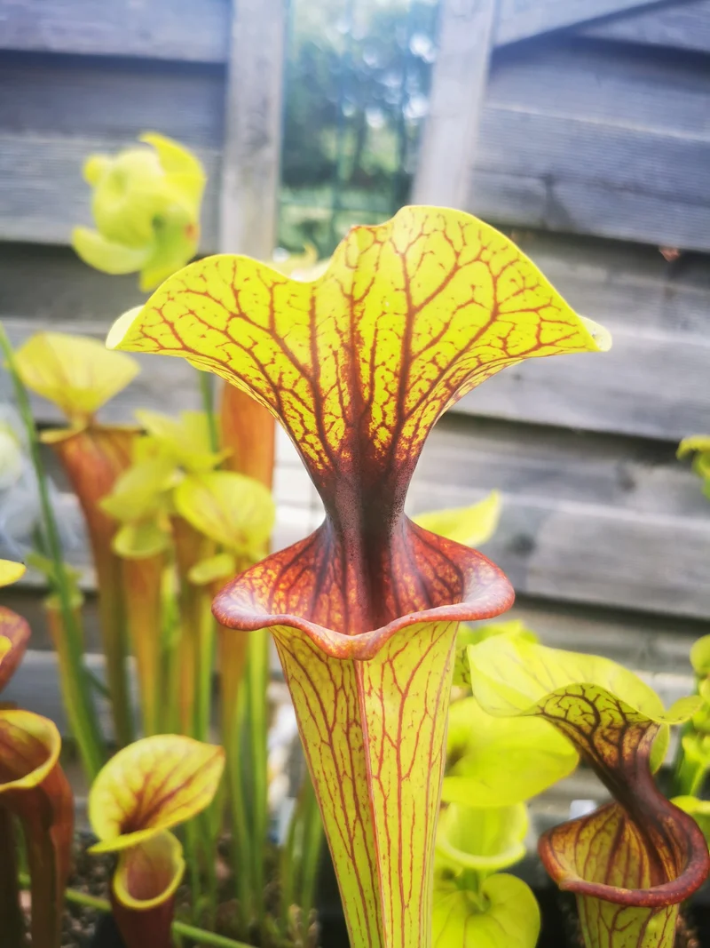 SFO02 Sarracenia flava var. ornata -- "Solid Red Throat" (F88, MK)