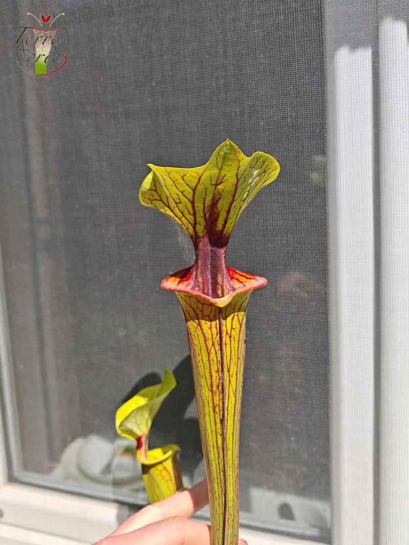 SFO02 Sarracenia flava var. ornata -- "Solid Red Throat" (F88, MK)