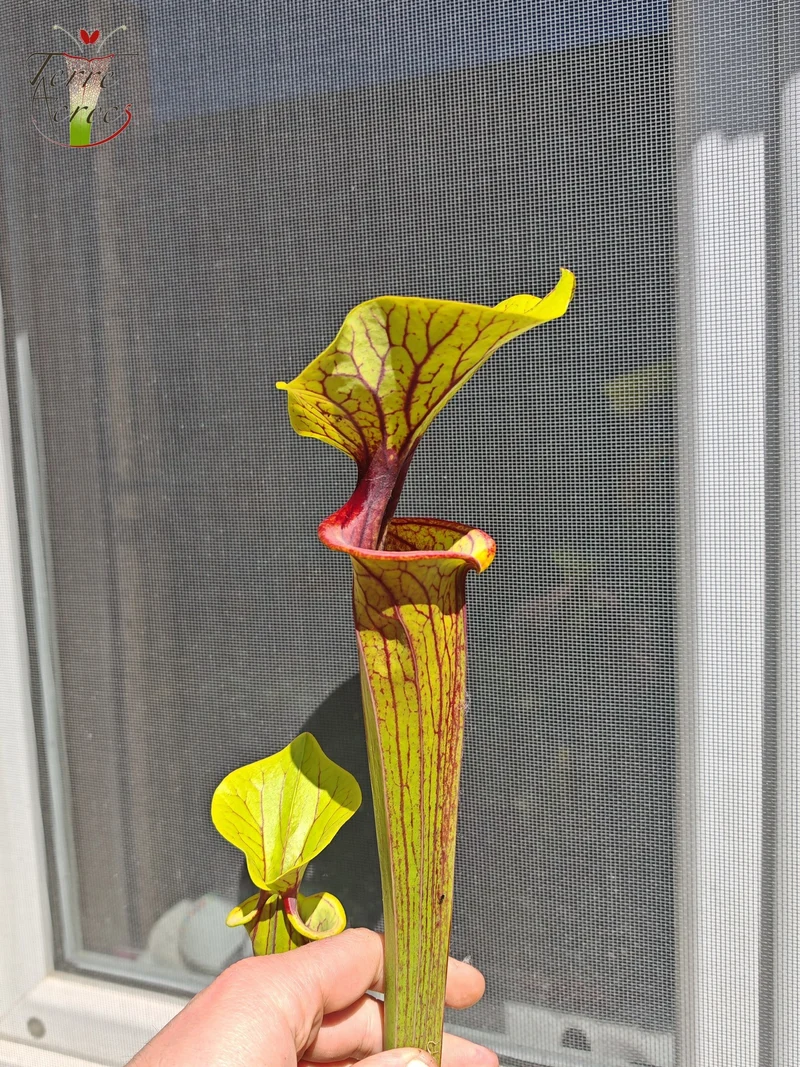 SFO02 Sarracenia flava var. ornata -- "Solid Red Throat" (F88, MK)