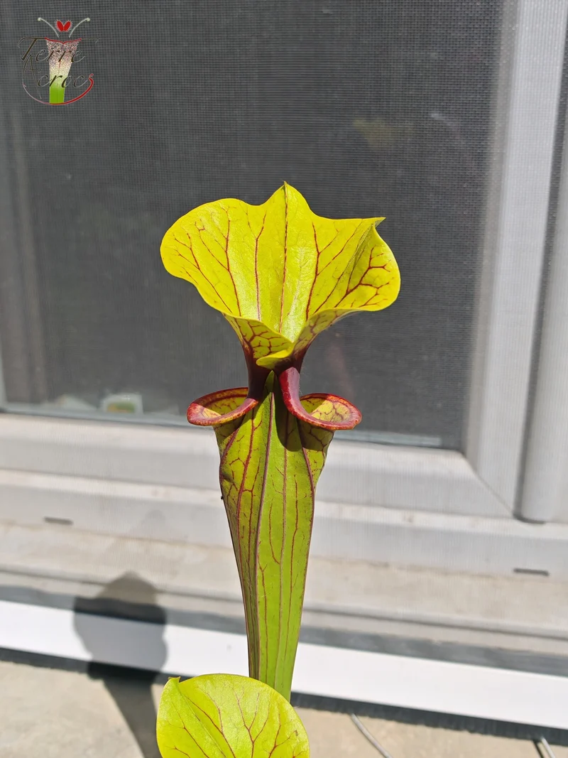 SFO02 Sarracenia flava var. ornata -- "Solid Red Throat" (F88, MK)