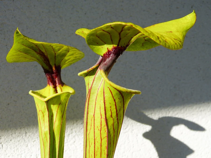 SFO01 Sarracenia flava var. ornata -- Gulf Coast. Heavy veins, Apalachicola,W, (AH) (F36, MK)