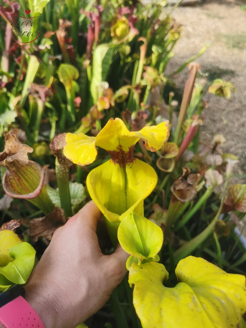 SFR01 Sarracenia flava var. rugelii -- Telogia, FL.(WS). Very large form (F140A, MK)