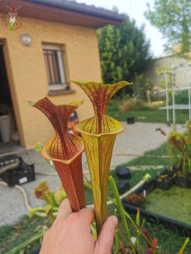 SFRB06 Sarracenia flava var. rubricorpora -- Heavy Veined (SF68, Aidan)