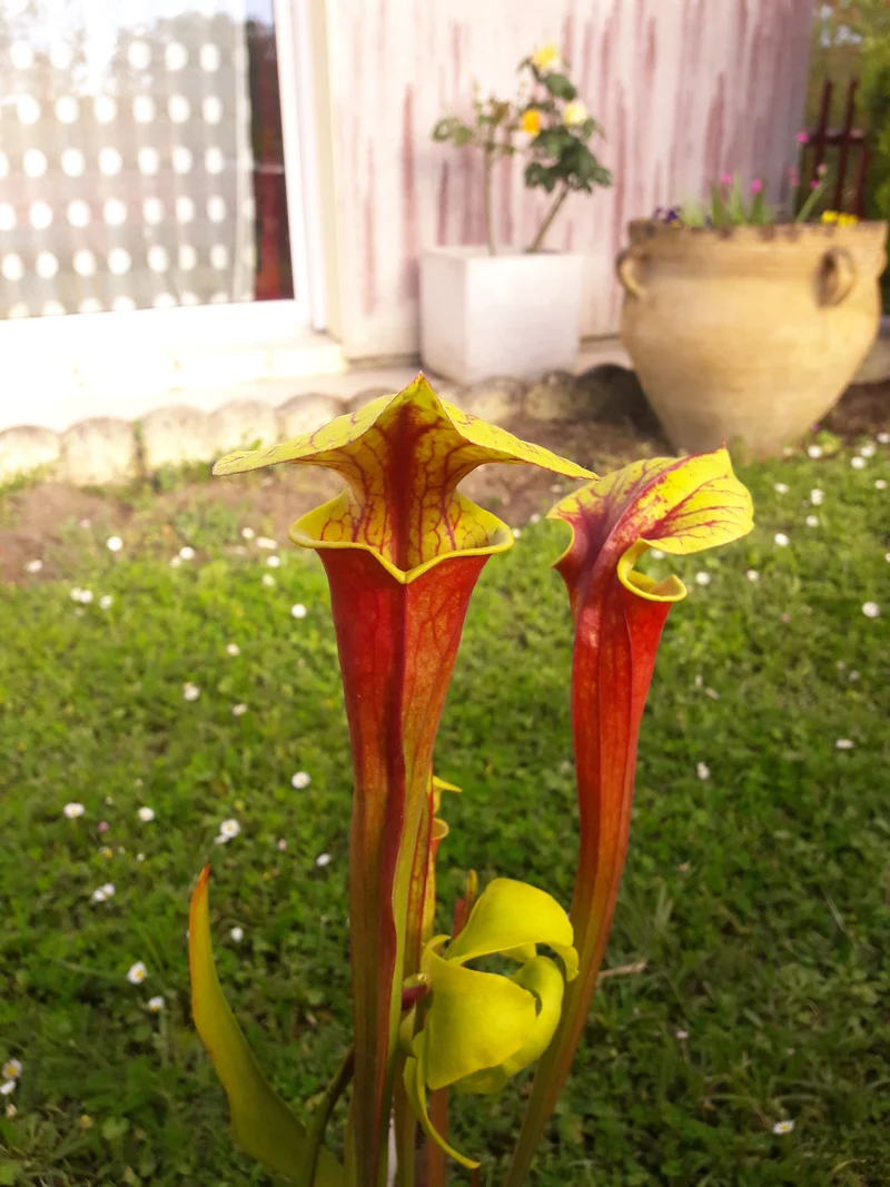 Graines Sarracenia 2025 (SFRB01 x OP)