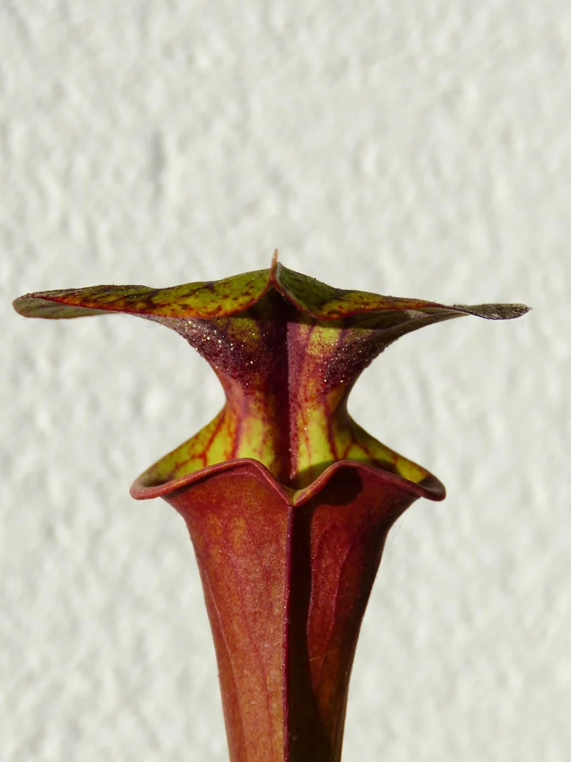 Graines Sarracenia 2025 (SFRB01 x OP)