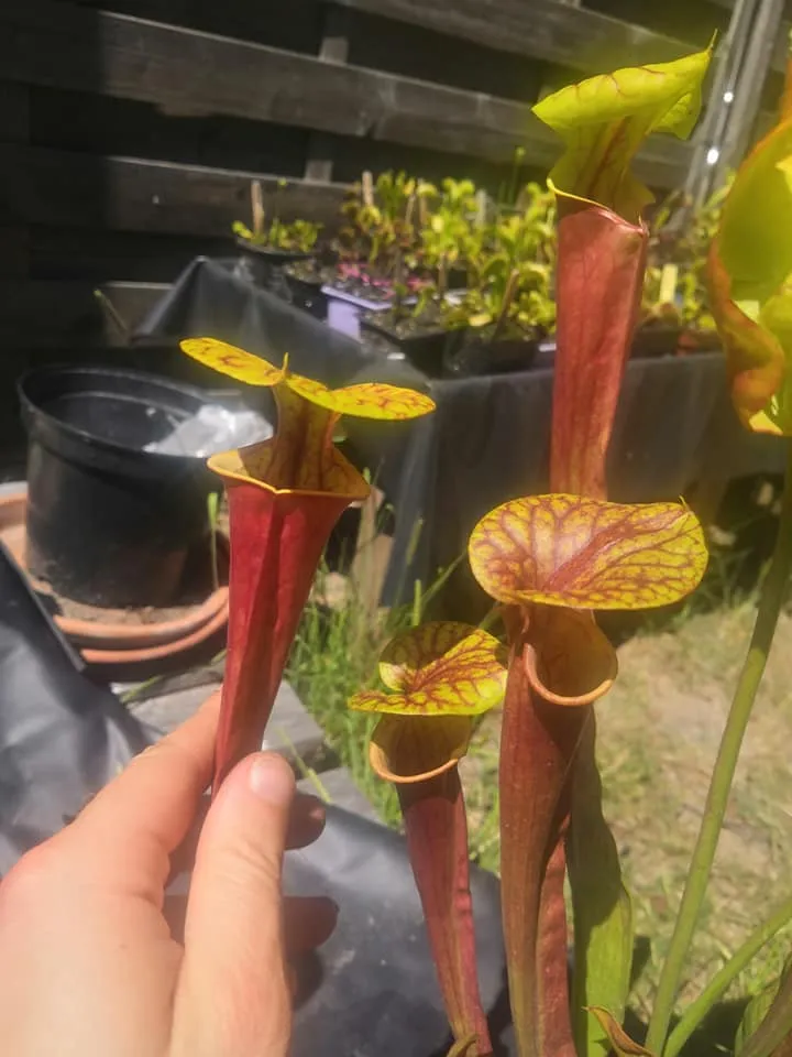 Graines Sarracenia 2025 (SFRB01 x OP)