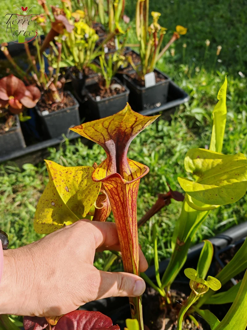 SFX04a : Sarracenia x (S. flava var. cuprea -- Copper top x S. flava var. rubricorpora -- Liberty Co, Fla (Very Dark))