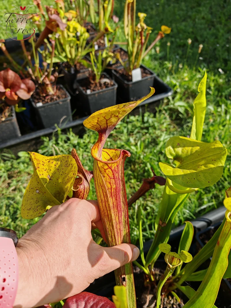 SFX04a : Sarracenia x (S. flava var. cuprea -- Copper top x S. flava var. rubricorpora -- Liberty Co, Fla (Very Dark))