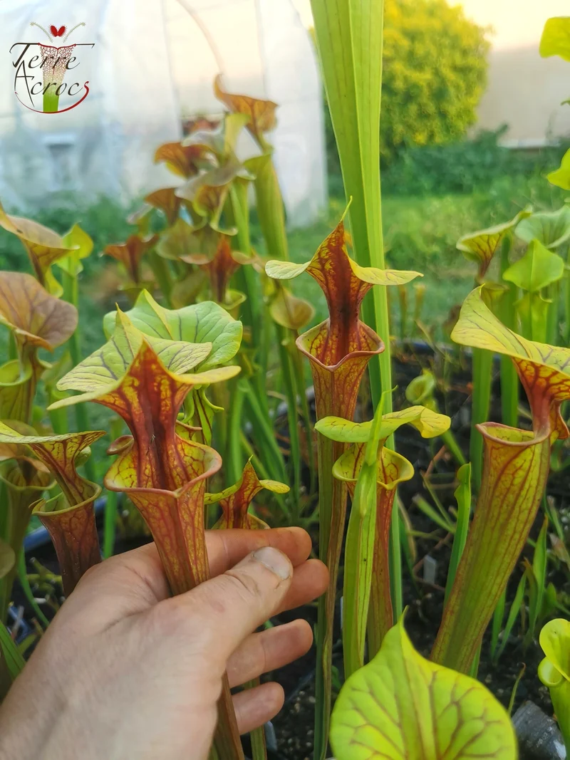 SFX04a : Sarracenia x (S. flava var. cuprea -- Copper top x S. flava var. rubricorpora -- Liberty Co, Fla (Very Dark))