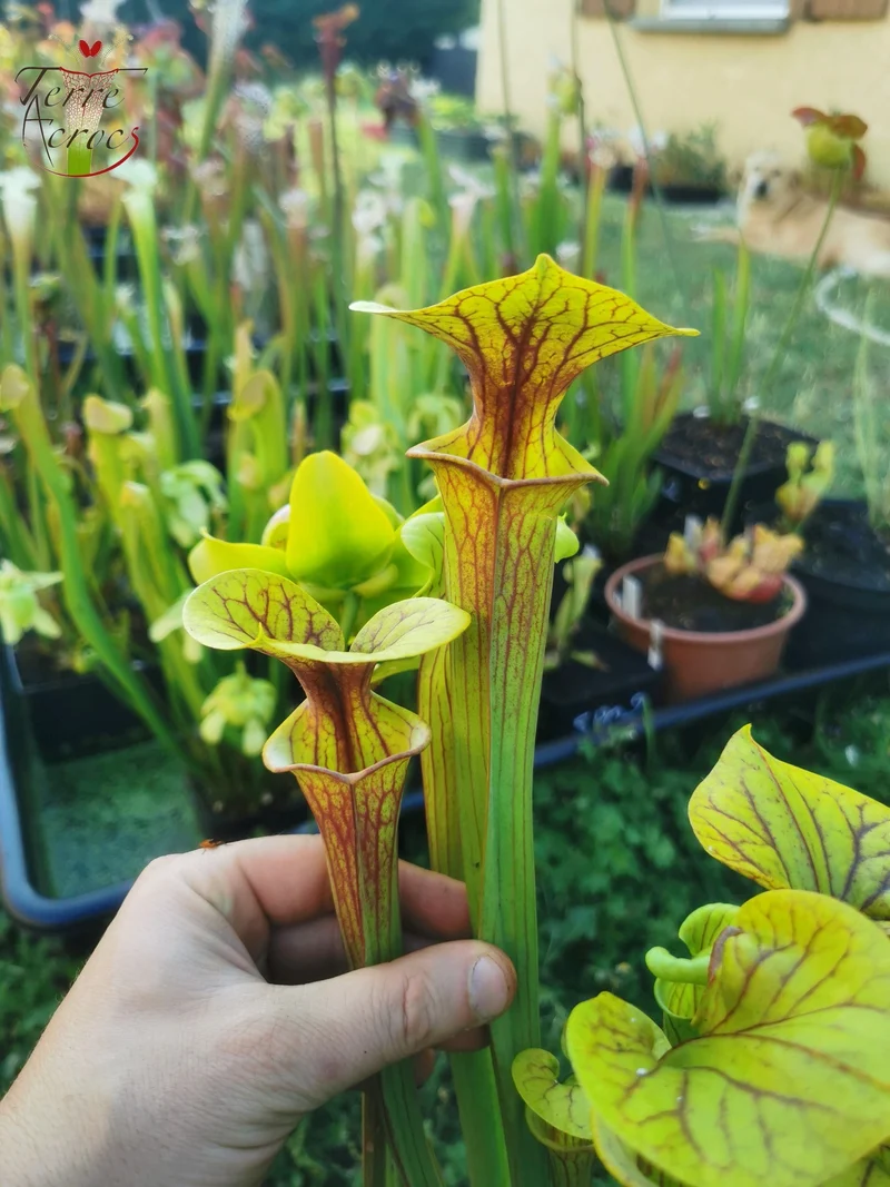 SFX04a : Sarracenia x (S. flava var. cuprea -- Copper top x S. flava var. rubricorpora -- Liberty Co, Fla (Very Dark))