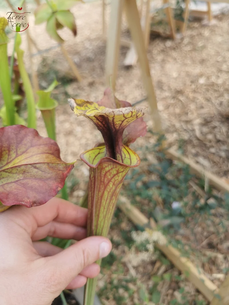 SFX04a : Sarracenia x (S. flava var. cuprea -- Copper top x S. flava var. rubricorpora -- Liberty Co, Fla (Very Dark))