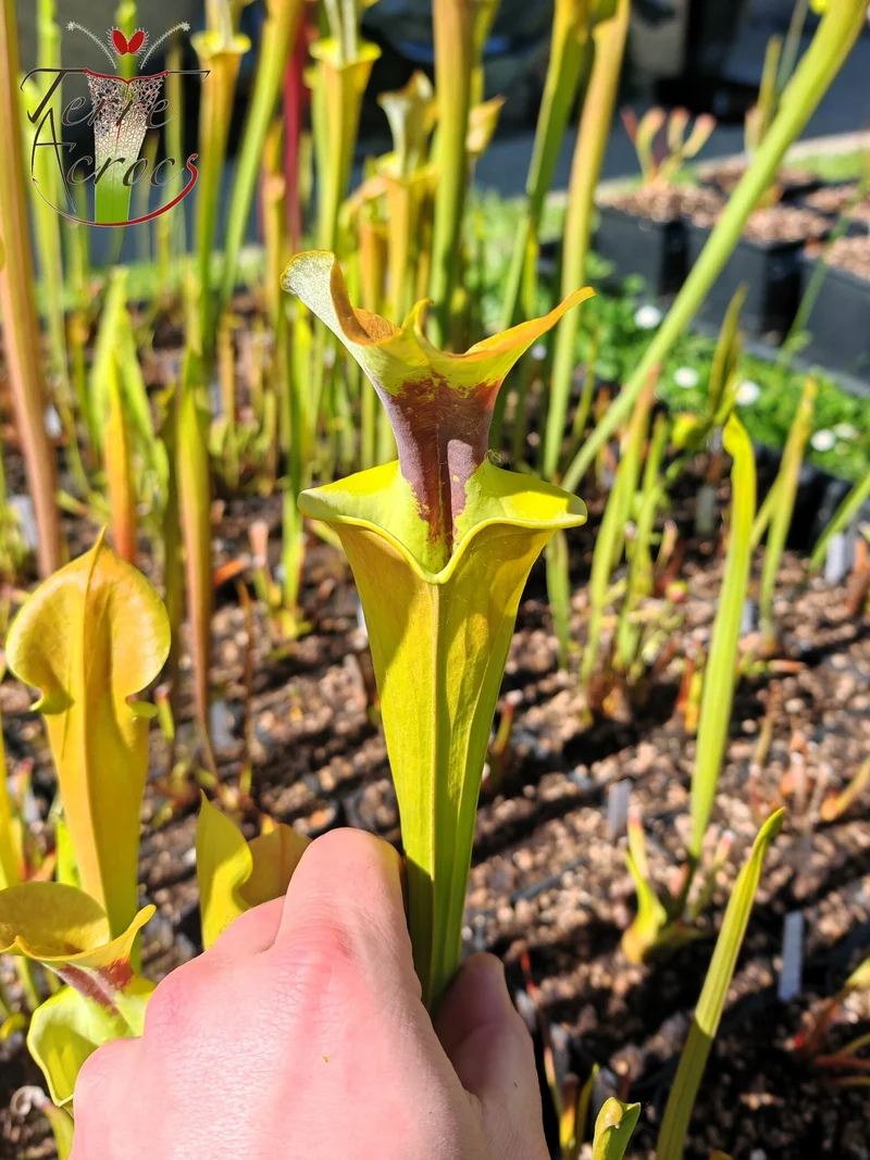 SFR03 Sarracenia flava var. rugelii -- copper tinged in early growth, Milton, FL W (F17, MK)