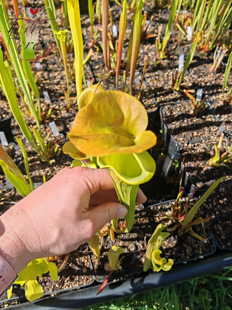 SFR03 Sarracenia flava var. rugelii -- copper tinged in early growth, Milton, FL W (F17, MK)