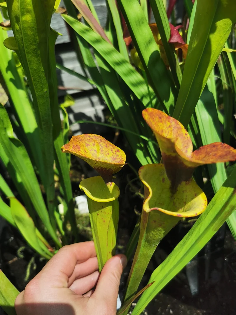 SFR03 Sarracenia flava var. rugelii -- copper tinged in early growth, Milton, FL W (F17, MK)