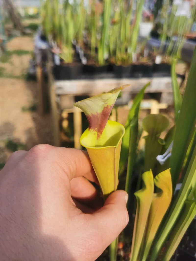 SFR03 Sarracenia flava var. rugelii -- copper tinged in early growth, Milton, FL W (F17, MK)