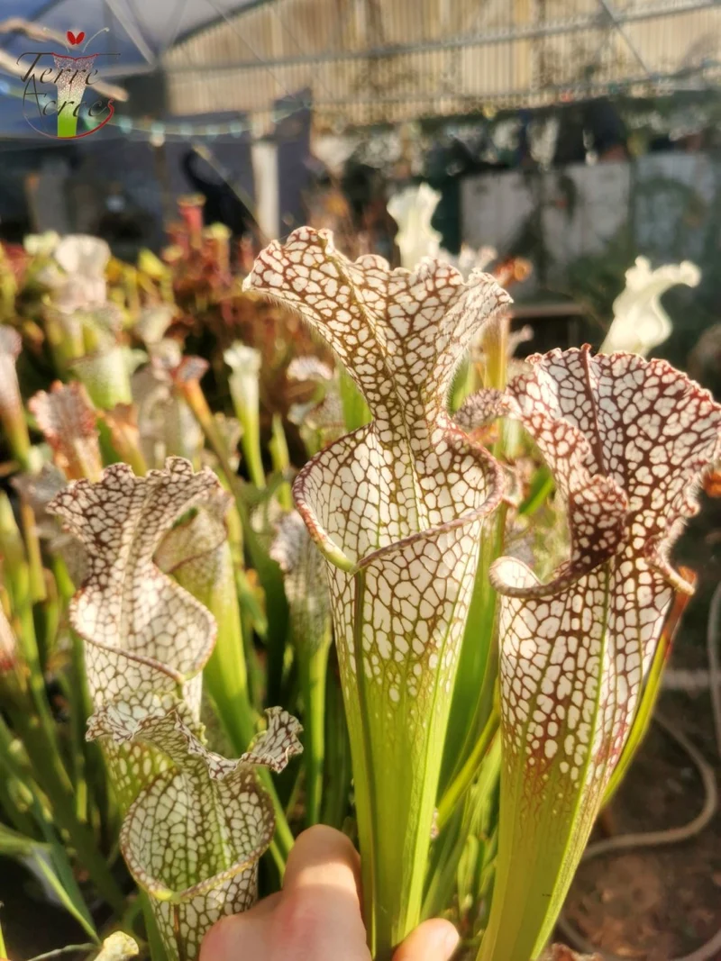 Graines Sarracenia 2025 (SL02 x OP)