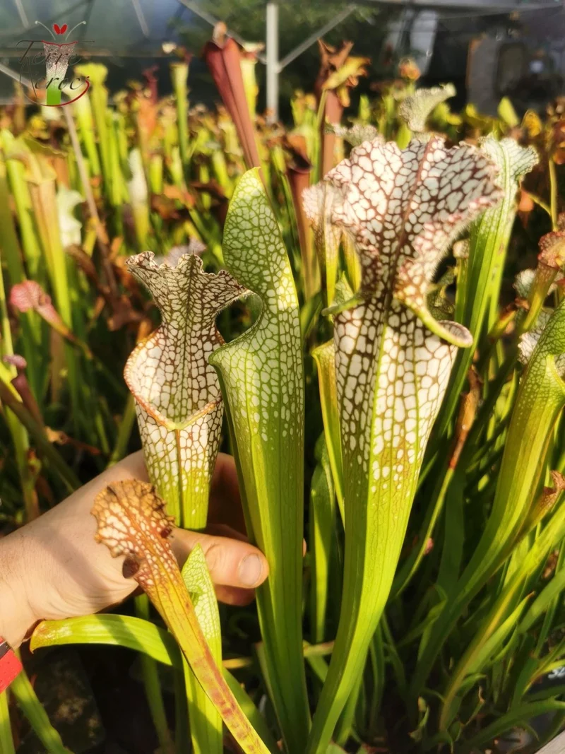 Graines Sarracenia 2025 (SL02 x OP)