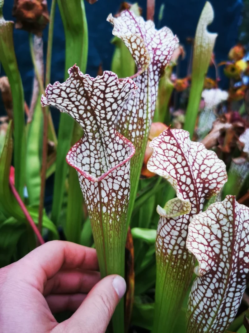 SL02 Sarracenia leucophylla -- purple and white giant form,Route 71,Nr Altha, N.Florida,W, (L19, MK)