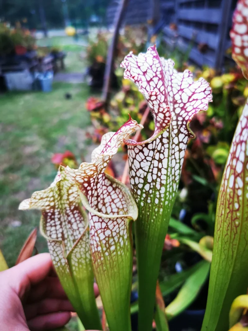 SL02 Sarracenia leucophylla -- purple and white giant form,Route 71,Nr Altha, N.Florida,W, (L19, MK)