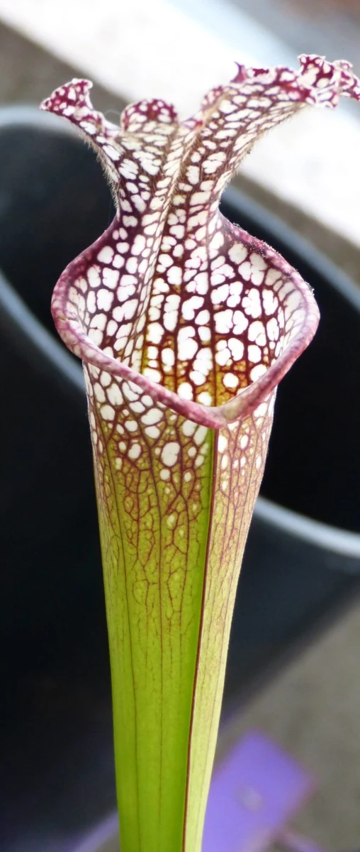 SL02 Sarracenia leucophylla -- purple and white giant form,Route 71,Nr Altha, N.Florida,W, (L19, MK)