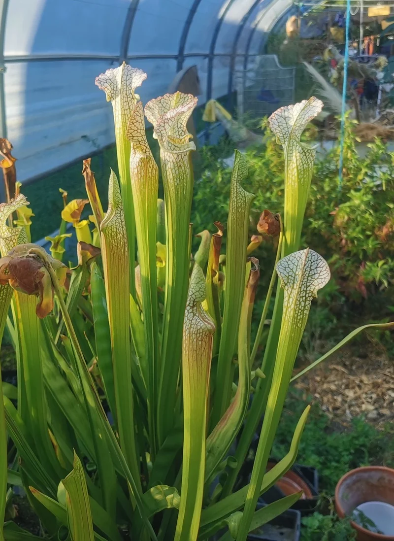 SL01 Sarracenia leucophylla -- Type