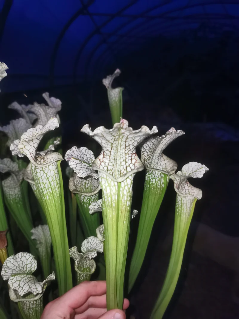 SL01 Sarracenia leucophylla -- Type