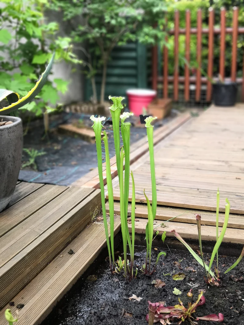 SL01 Sarracenia leucophylla -- Type